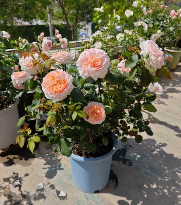 Fairytale Magic Rose for sale丨Your roses