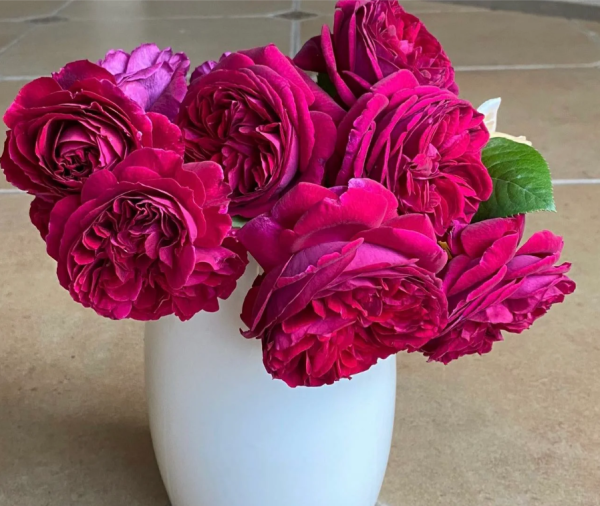 rosa falstaff丨Your roses