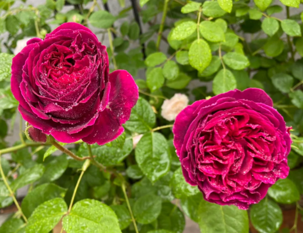 david austin falstaff rose丨Your roses