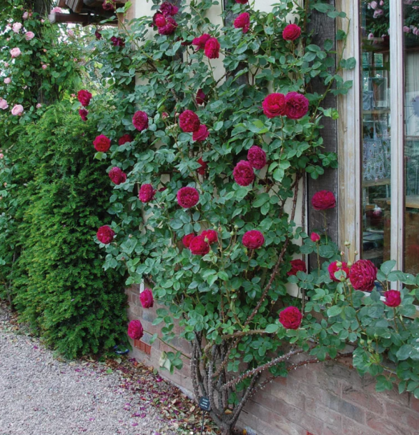 rose falstaff for sale丨Your roses