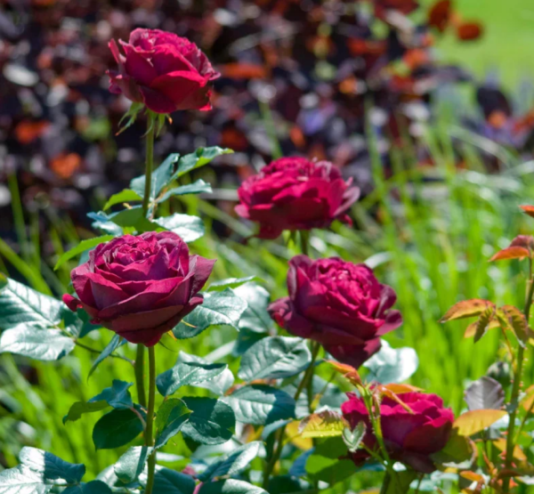 falstaff roses丨Your roses