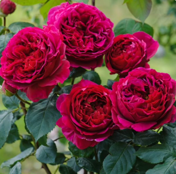 rose falstaff丨Your roses