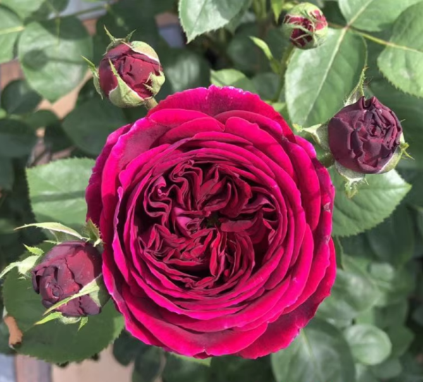 falstaff rose丨Your roses