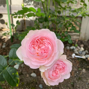 gentle hermione rose丨Your roses