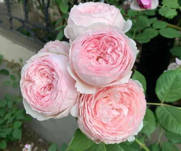 geoff hamilton rose for sale丨Your roses