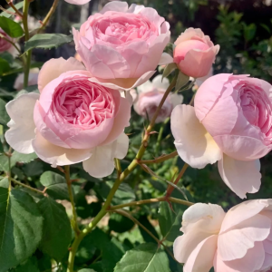 david austin geoff hamilton rose丨Your roses