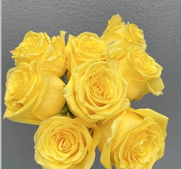 Gold Strike Rose Bush丨Your roses