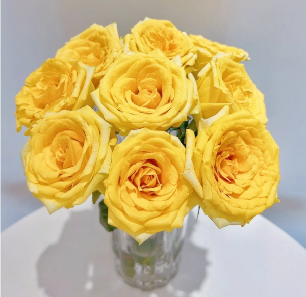 Gold Strike Rose for sale丨Your roses