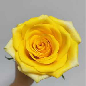 Gold Strike Rose丨Your roses