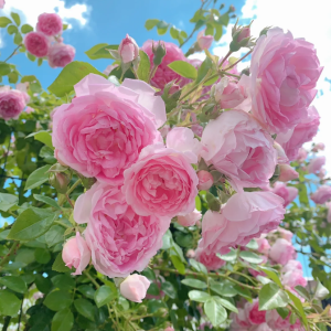 jasmine rose丨Your roses