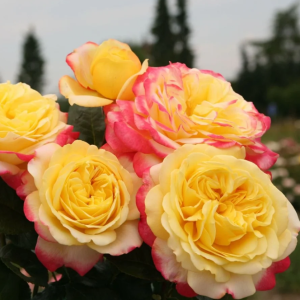 kordes jubilee rose丨Your roses