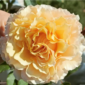 La Campanella Rose丨Your roses