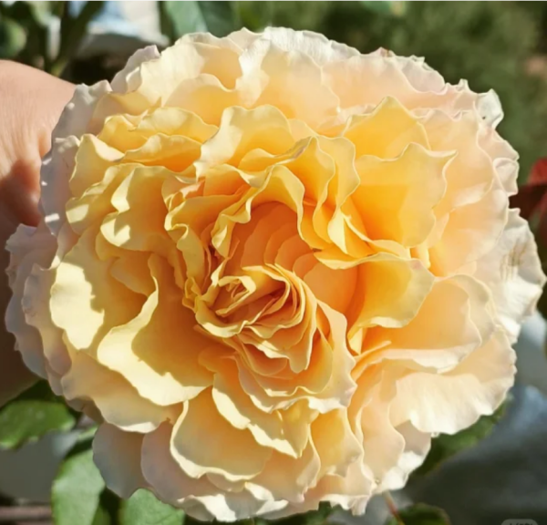 La Campanella Rose丨Your roses