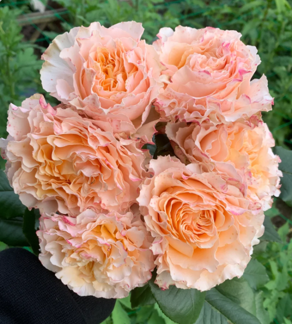 La Campanella Rose for sale丨Your roses