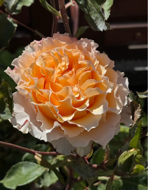 La Campanella Roses丨Your roses