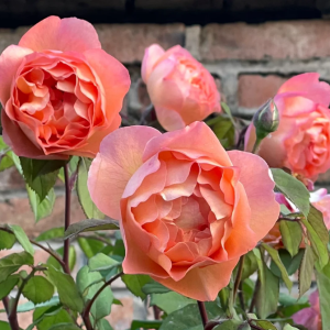 buy lady emma hamilton rose丨Your roses