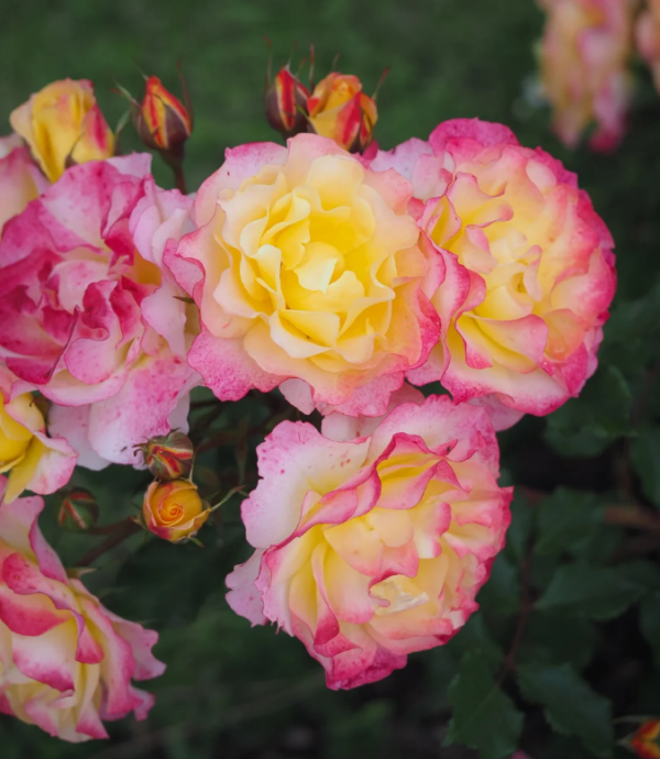 rose landlust丨Your roses