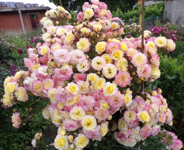 landlust rose plant丨Your roses