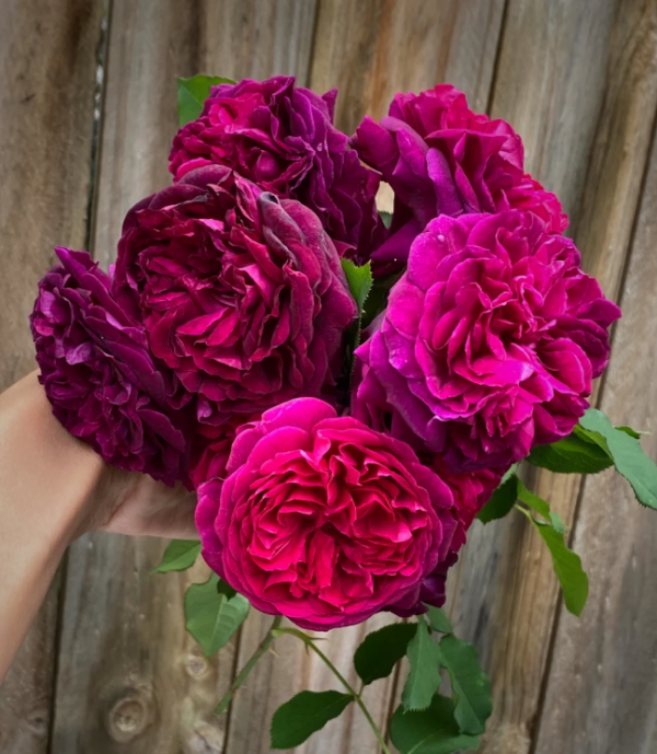 rosa munstead wood丨Your roses