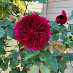 Munstead Wood Rose丨Your roses