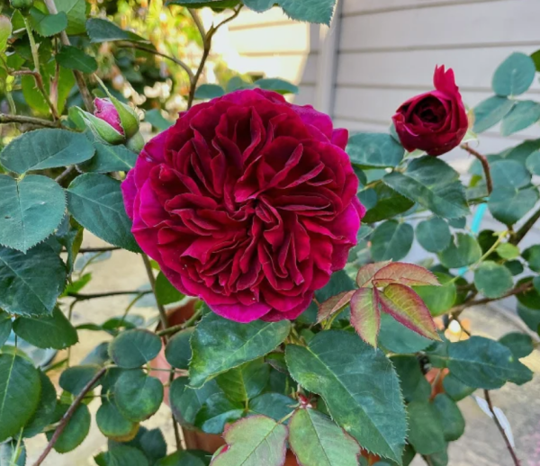 Munstead Wood Rose丨Your roses