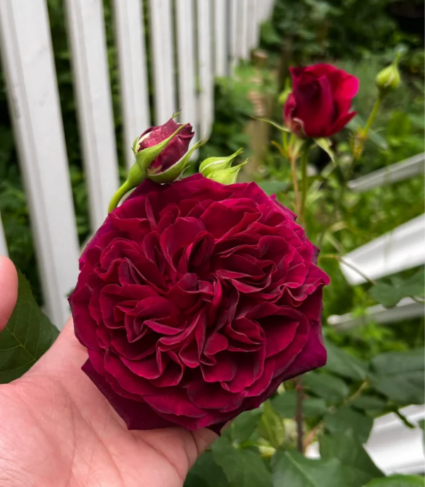 Munstead Wood Rose - Image 3