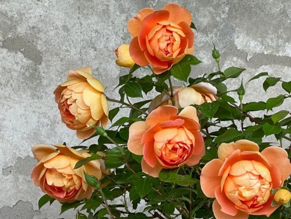 david austin rose pat austin丨Your roses