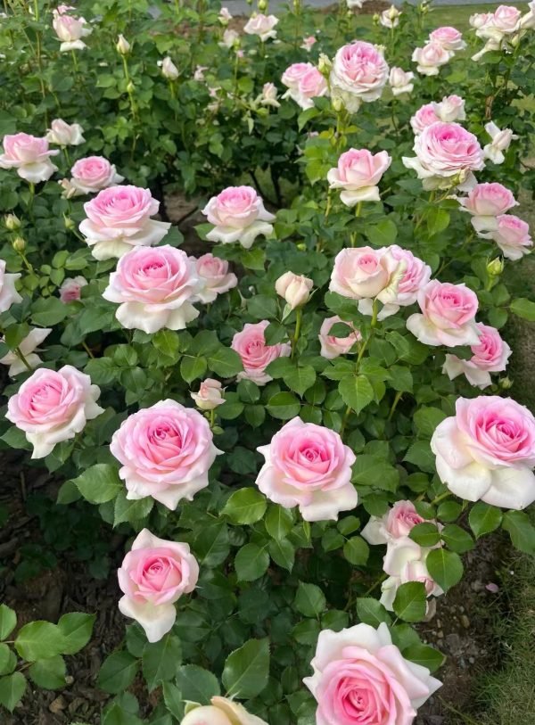 Ragazza Rose Bush