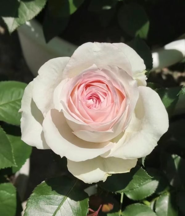 Ragazza Rose丨Your roses