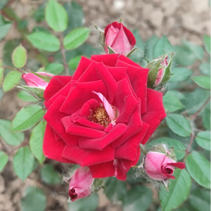 Ruby Ice Rose丨Your roses