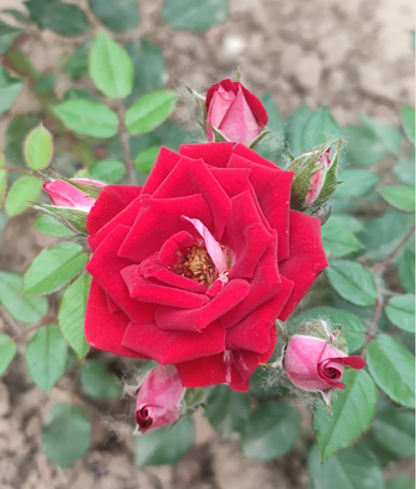 Ruby Ice Rose丨Your roses