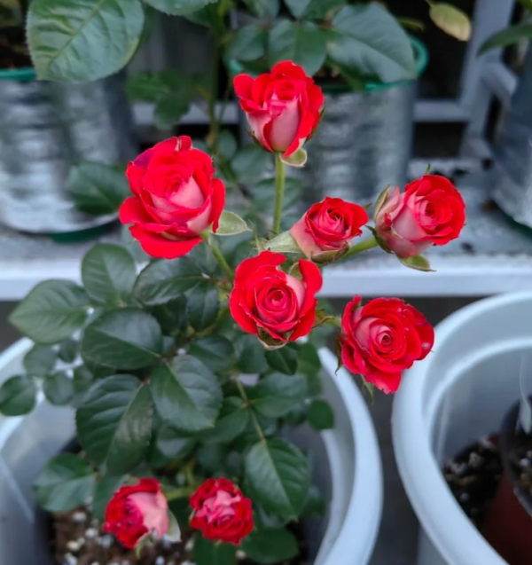 Ruby Ice Rose for sale丨Your roses