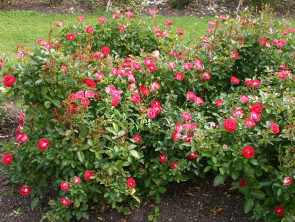 Ruby Ice Rose Plant丨Your roses