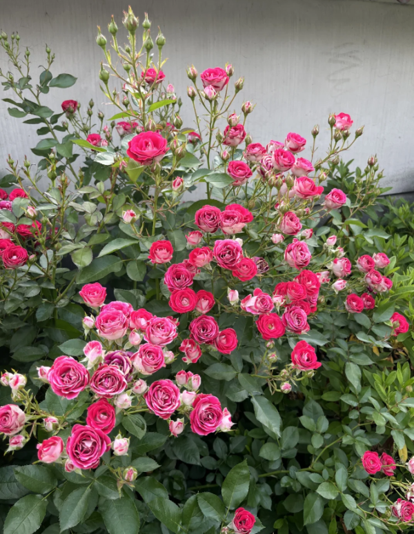 Ruby Ice Rose丨Your roses
