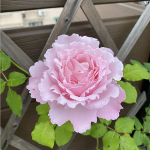 Sophie Rochas Rose丨Your roses