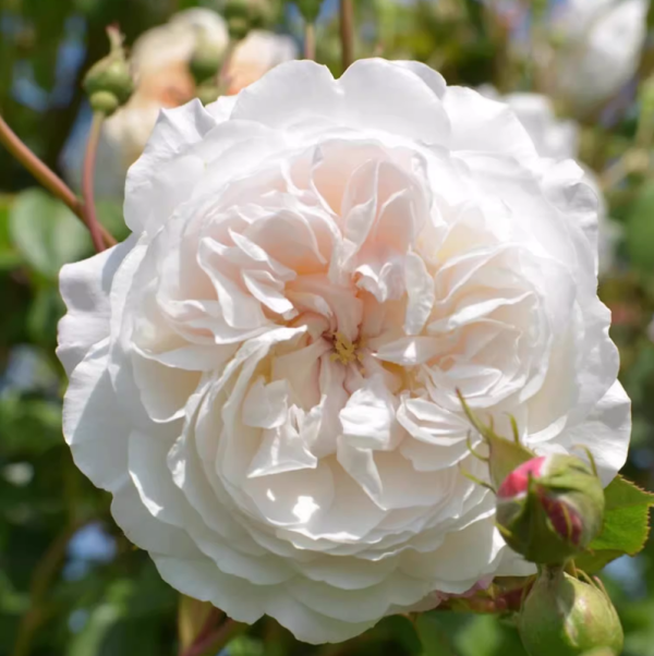 The Albrighton Rambler Rose丨Your roses