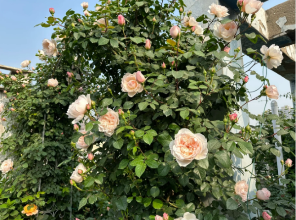 rosa the generous gardener丨Your roses