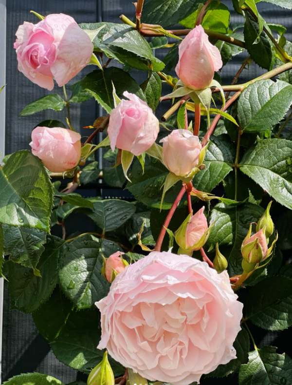 climbing rose the generous gardener