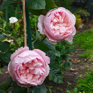 the generous gardener rose丨Your roses