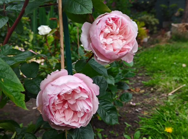 the generous gardener rose丨Your roses