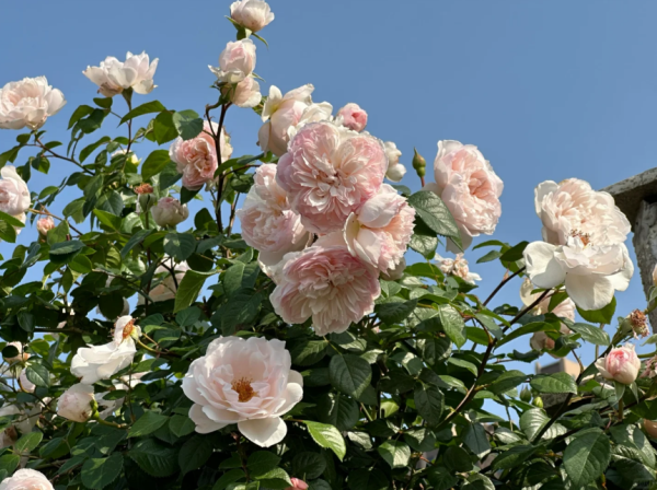 the generous gardener climbing rose