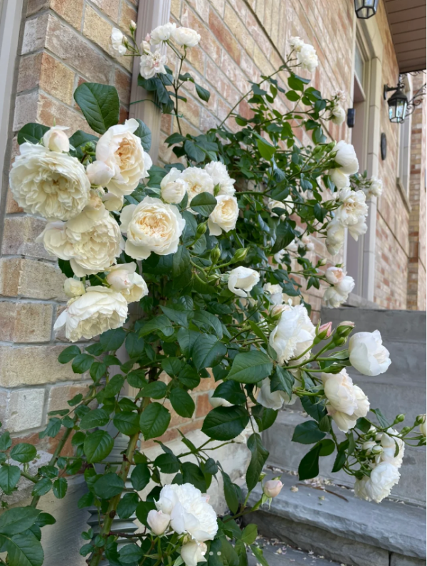 the generous gardener rose for sale