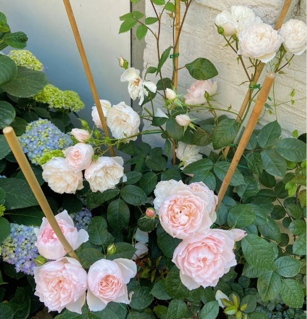 the generous gardener climbing rose