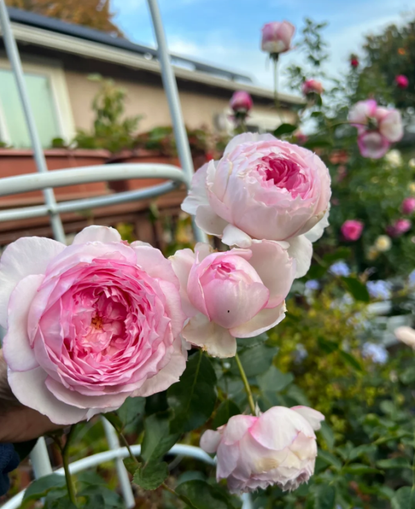 the mill on the floss rose for sale丨Your roses