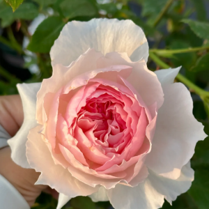 The Wedgwood Rose丨Your roses