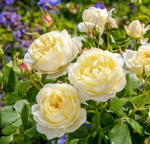 rosa vanessa bell丨Your roses
