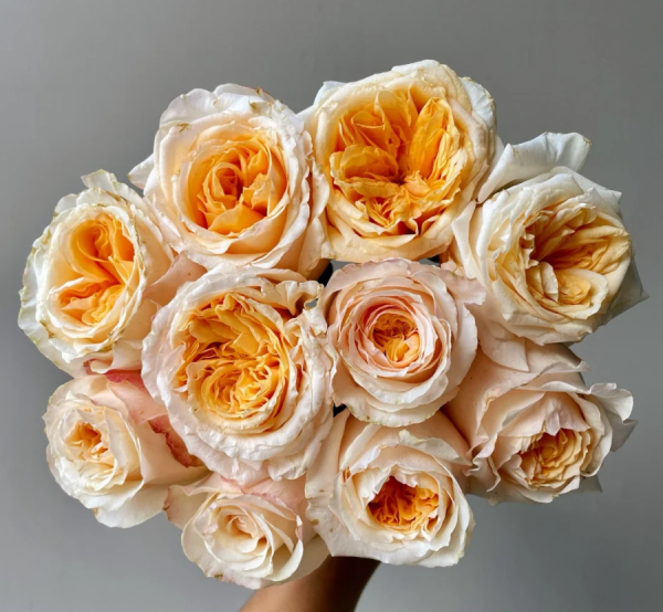 victorian peach rose丨Your roses