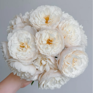 William and Catherine Rose丨Your roses