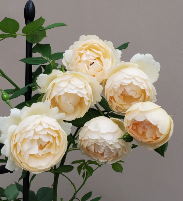 old wollerton hall rose