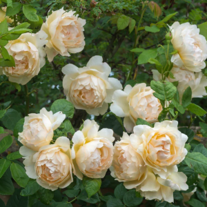 Wollerton Old Hall Rose丨Your roses